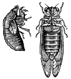 seventeen year locust