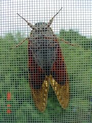 cicada pest control, covering plants and young trees with nets