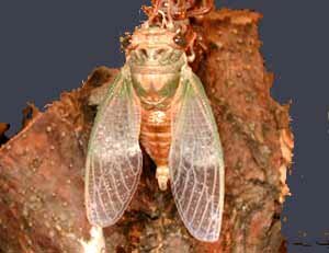 picture of a cicada, one of tens of thousands that appear in a 13 or 17 year cycle making it look like a plague